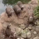 Otters chase butterfly