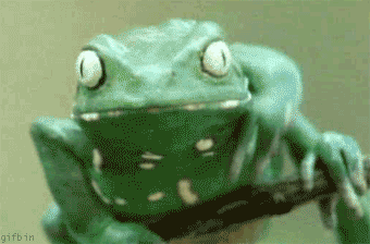 1251973651_frog-scratching.gif
