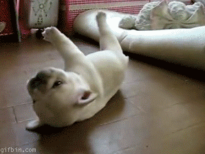 [Image: 1252181399_rolling-puppy.gif]