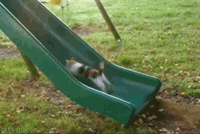 1253449365_cat-on-slide.gif