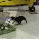 Baby gets a doggy ride