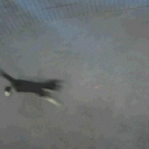 Cat running around in a circle