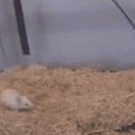 Snake vs. mouse