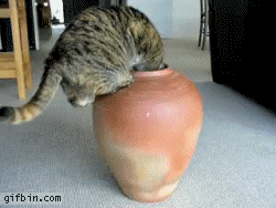 1284123417_cat-crawls-in-vase.gif