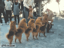 1285843013_the-canine-centipede.gif