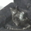 Beer cat