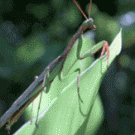 Lizard catches mantis