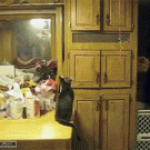 Cat gets balloons from the ceiling