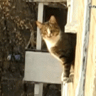 Parkour cat