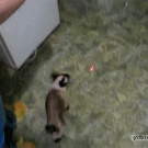 Spider cat chases laser pointer up the wall