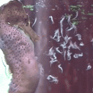 Seahorse giving birth