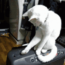 Cat keeps closing lid