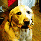 Dog has a mouthful of treats