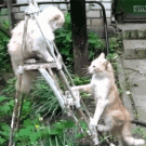 Epic cat battle on a ladder