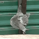 Baby koala climbing