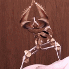 Mantis fights thumb