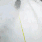 Dog hits kid on sled