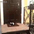 Cat sleeping in front of door
