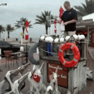 Seagulls steals fish from pelicans in mid-air