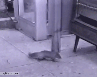 Squirrel steals candy from vending machine