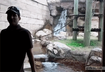 Zoo Gibbon attacks man