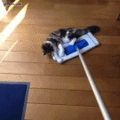 Cats vs. swiffer