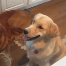 Golden retriever catching cheerio fail