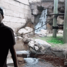 Zoo Gibbon attacks man