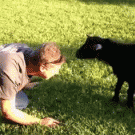 Goat headbutt fail