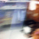 Bearded dragons wave at each other