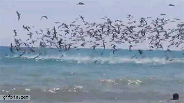 1409593191_pelicans_divebomb_in_the_water.gif