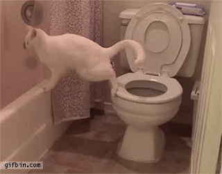 1410082237_cat_pooping_in_the_toilet_fail.gif