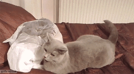 1410113214_cat_in_a_bag_scares_another_cat.gif