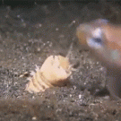 Marine worm grabs fish