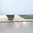 Confused owl