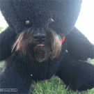 Dog dressed as teddy bear eats treats