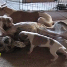 Dog sends puppy flying in the air