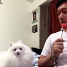 Pomeranian vs. owner eating watermelon