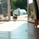 Dog vs. invisible door