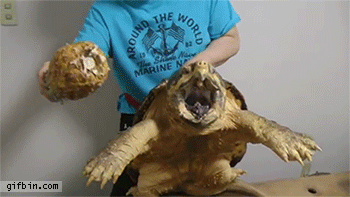 Turtle bites pineapple