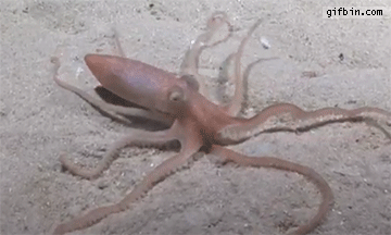 http://www.gifbin.com/bin/092015/octopus-hides-under-sand.gif