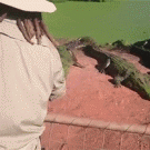 Crocodile bites other crocodiles leg off