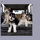 Stabilized puppy tilting head