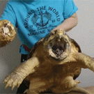 Turtle bites pineapple