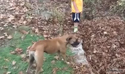 dog-jumps-in-huge-pile-of-leaves-to-save