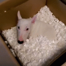 Bull terrier hides in box