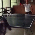 Chimpanzee playing table tennis