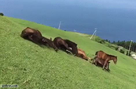 horses-slide-down-hill.gif
