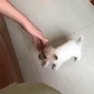Puppy gets helped climbing on couch