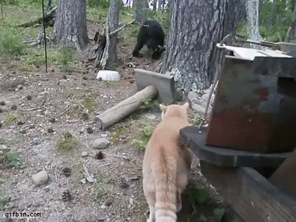 cat-chases-bear-up-tree.gif